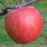 aori21-160px.jpg