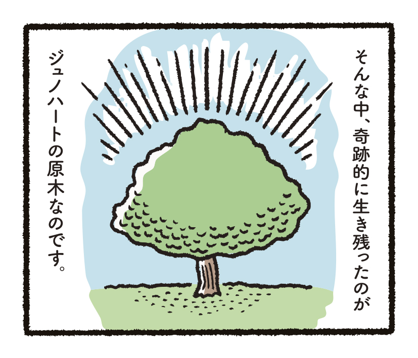 研究開発物語りんご研13