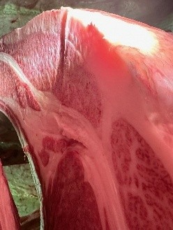 優秀賞　枝肉写真2