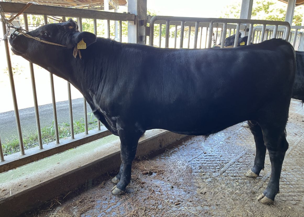 青茂福 直検終了時