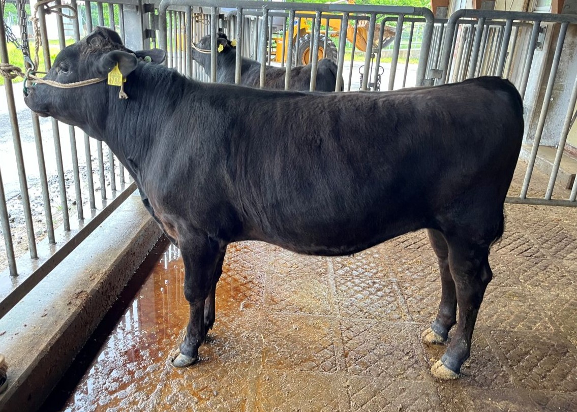 青茂福(開始時)