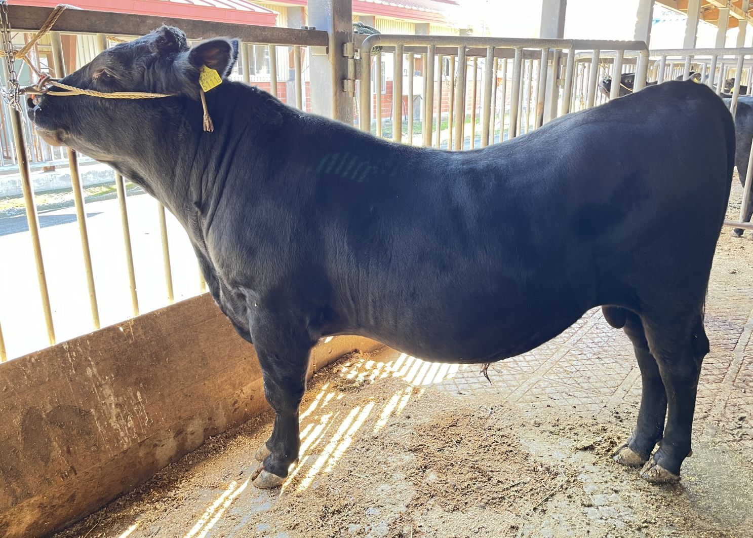 姫鈴 直検終了時