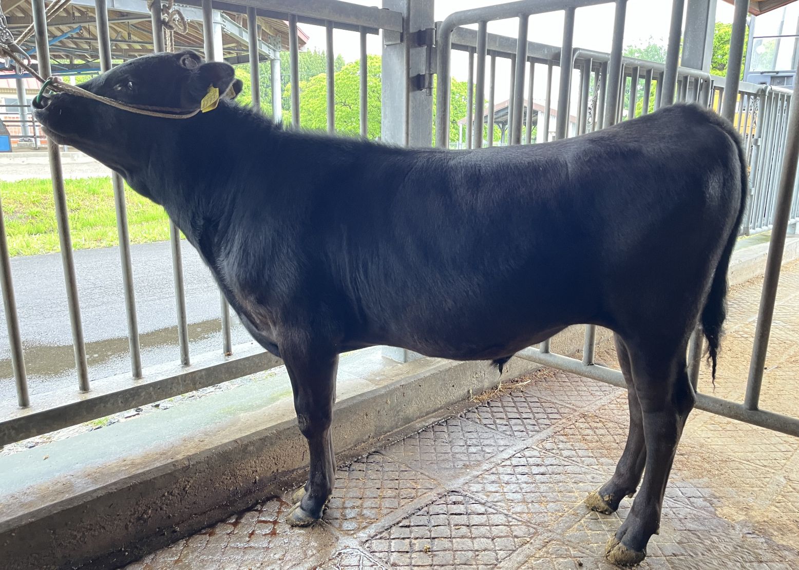 元清２(開始時)