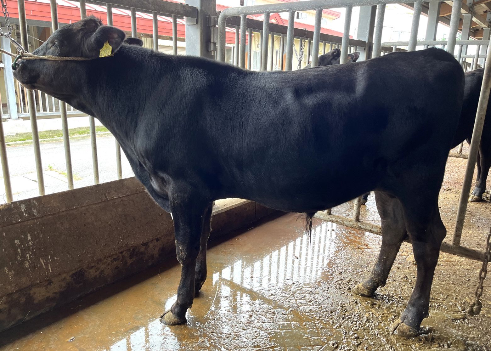 寿茂福(開始時)