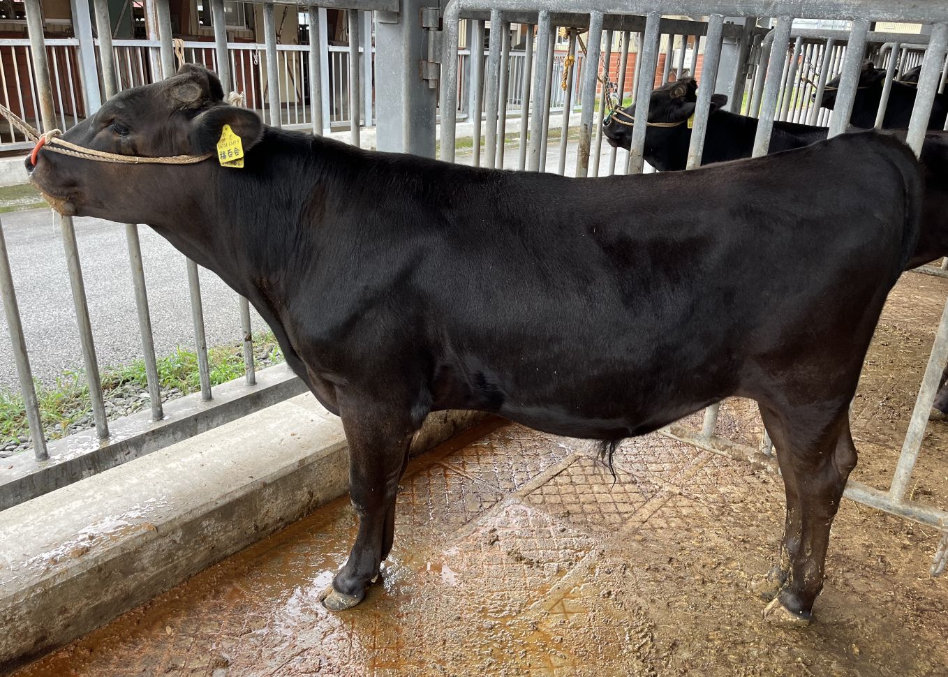 福百合(開始時)