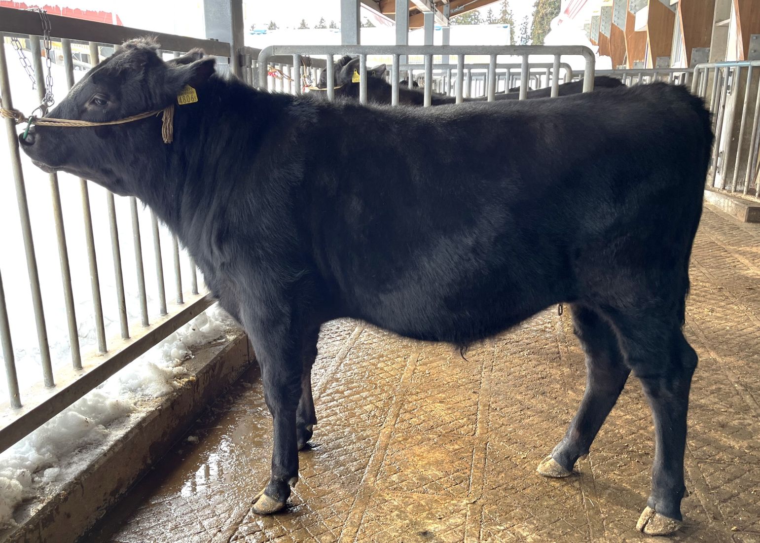 寿金太 直検終了時