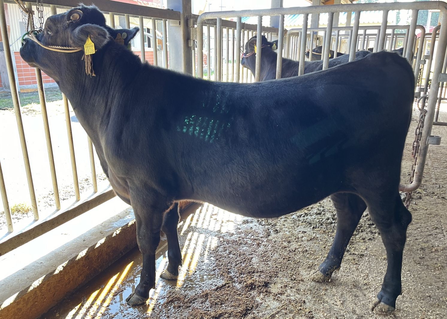 寿金太(開始時)