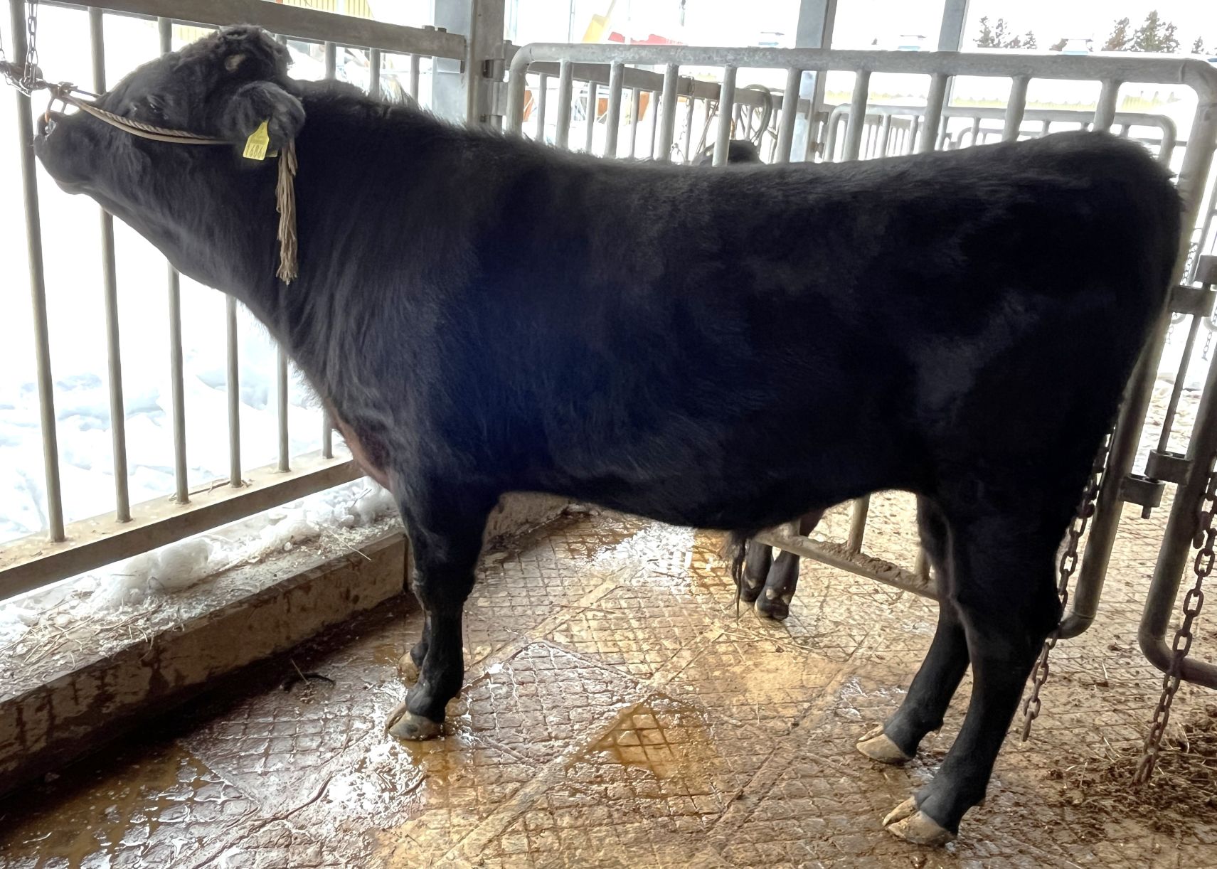 雪鶴 直検終了時