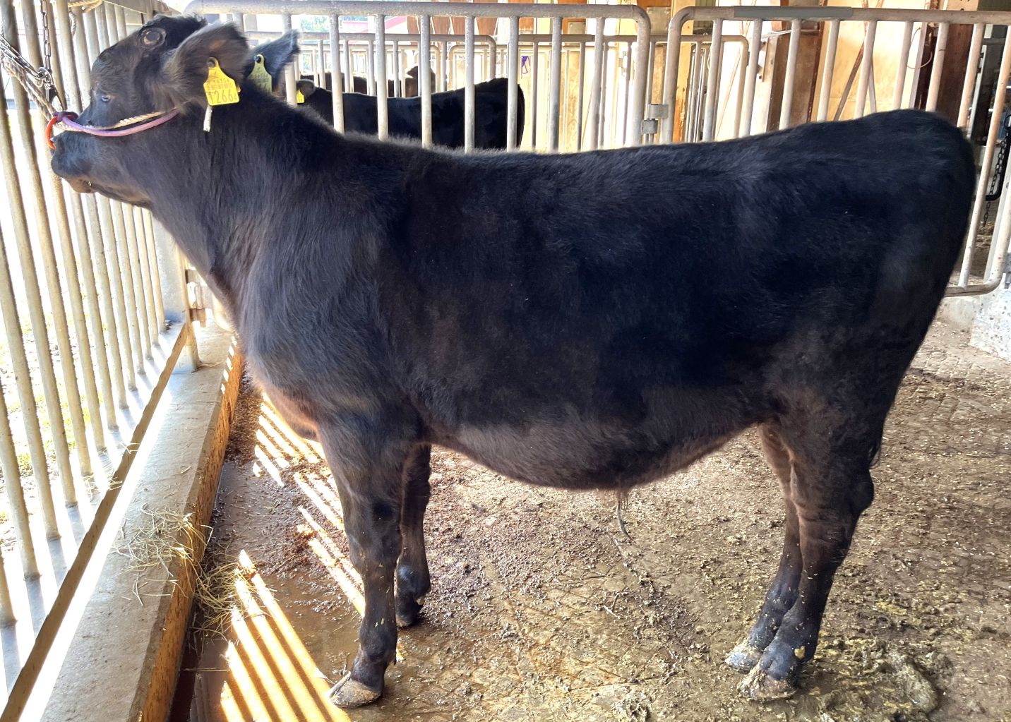 姫照昭(開始時)