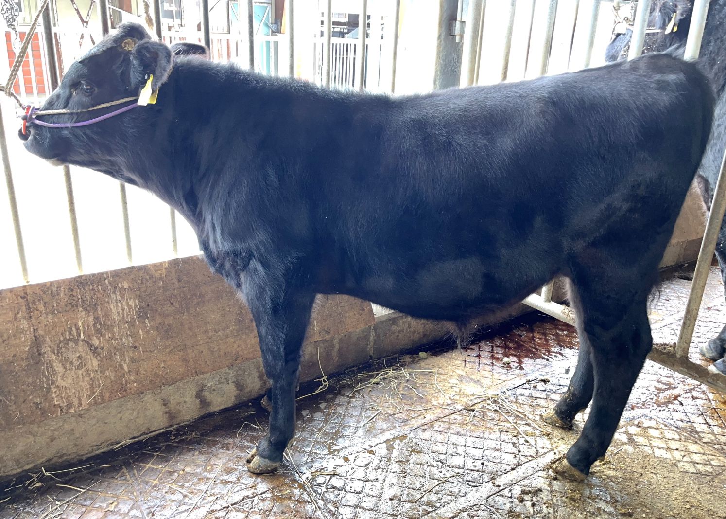 百合福姫(開始時)