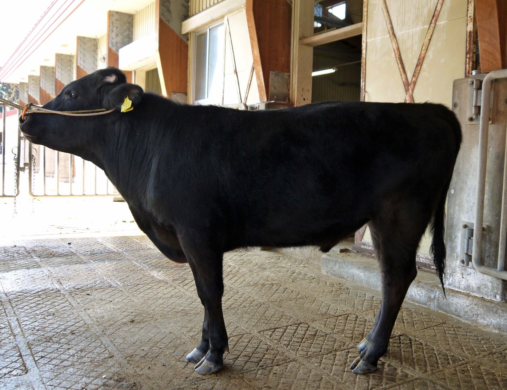 北羽 直検終了時