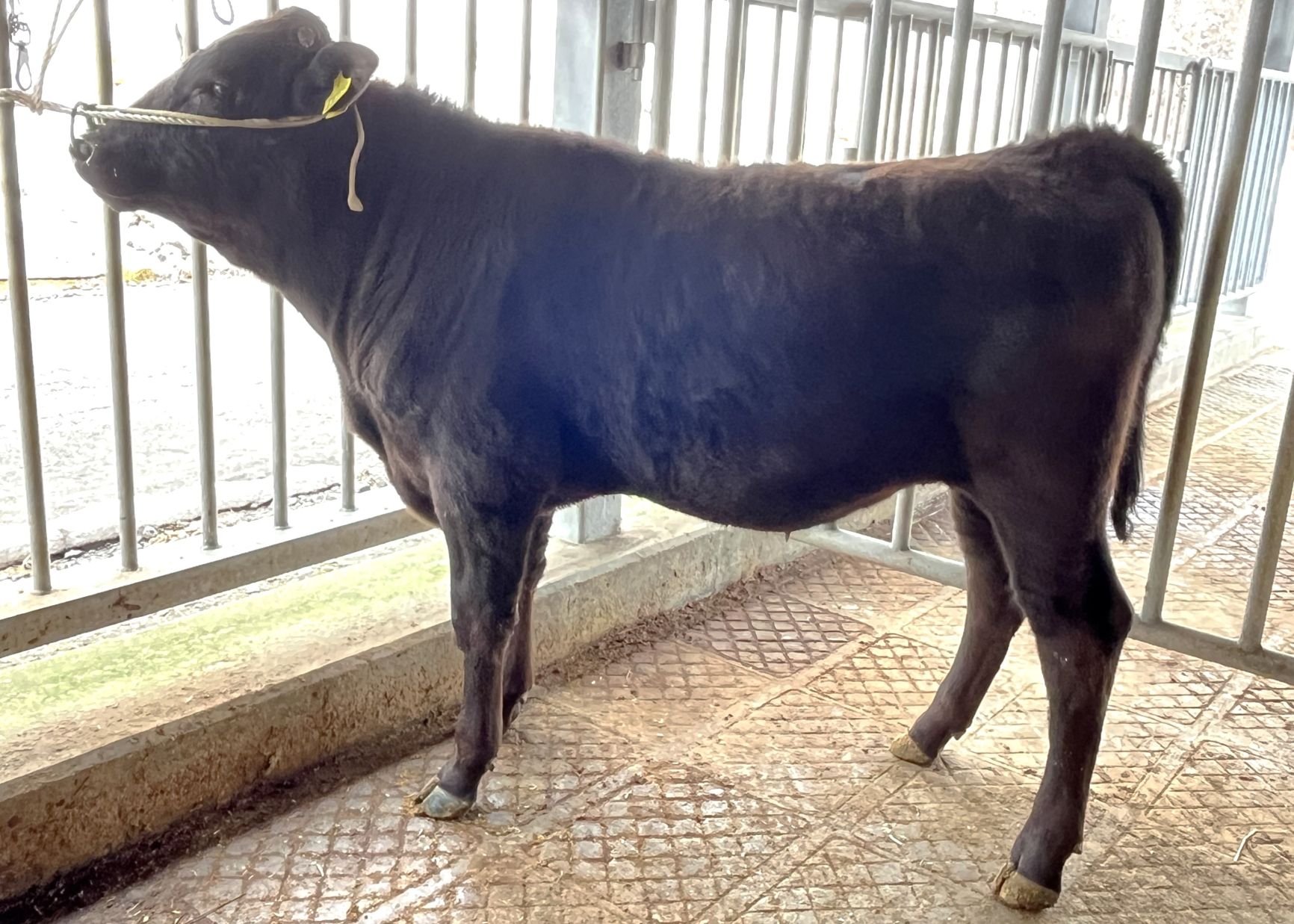 幸寿勝(開始時)